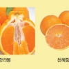 [농촌진흥청과 함께하는 식품보감] 감귤의 재발견