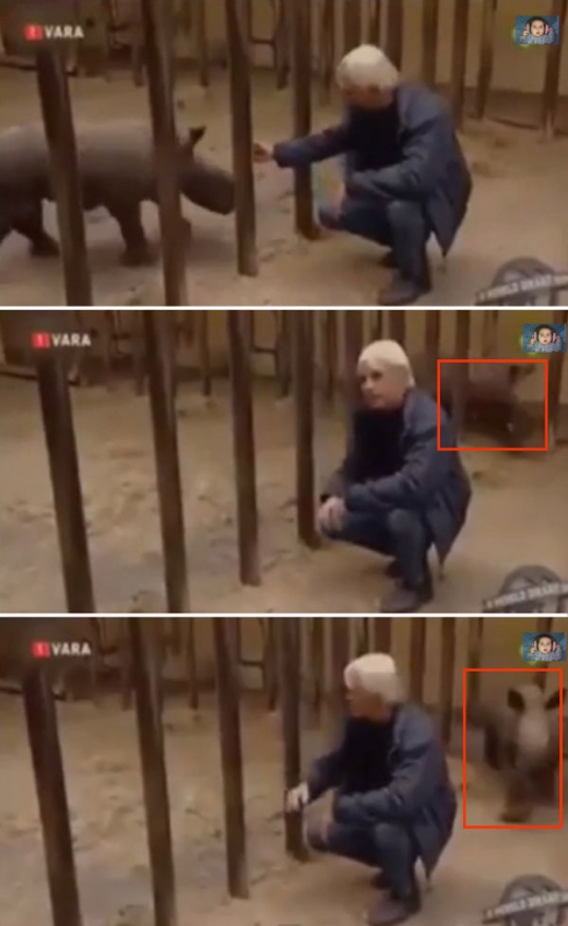 새끼 코뿔소에게 너무도 큰 우리