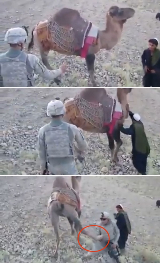 낙타 옆차기에 얻어맞는 미 군인 영상 화제