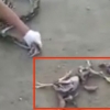 키우던 새들 어디 갔나 했더니…과식한 새 5마리 게워내는 뱀