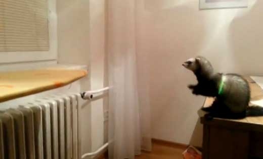 ‘생각처럼 안되네’ 페릿 점프 실수 ‘폭소’