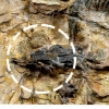 육식공룡 뼈 화석 원형 그대로 첫 발견