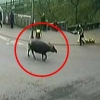 中 도심 들소 출현해 광란의 질주…14명 부상