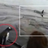 ‘휴, 살았다!’ 범고래에 쫓겨 관광객 보트 위로 뛰어 오른 펭귄 포착