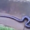 배수로 통해 도망치는 새끼 아나콘다 포착