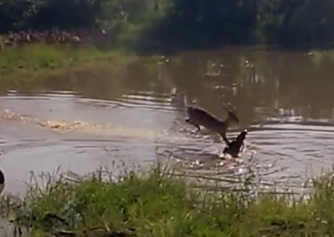 [영상] 웰컴 투 ‘악어 블랙홀’… 임팔라, 점핑해서 악어 입속으로 ‘꼴깍’
