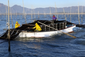 자연이 키운 강진 친환경 김