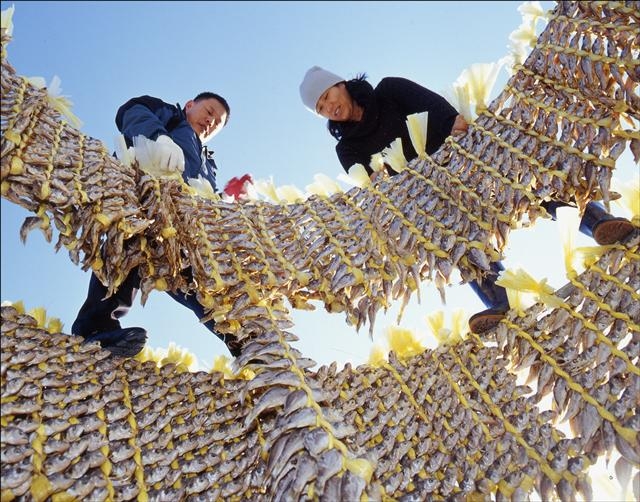 전남 영광군 법성포에서 어민들이 굴비를 말리기 위해 덕장에 걸고 있다. 영광군 제공