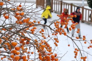 제주도 피하지 못한 매서운 동장군