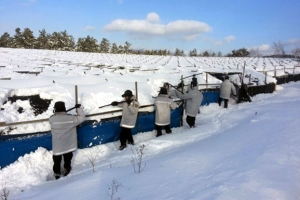 57.5㎝ 폭설·한파… 동장군 기세에 멈춘 농가·학교