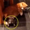 ‘너 나한테 왜 그래’ 고양이 괴롭히는 거북이 포착