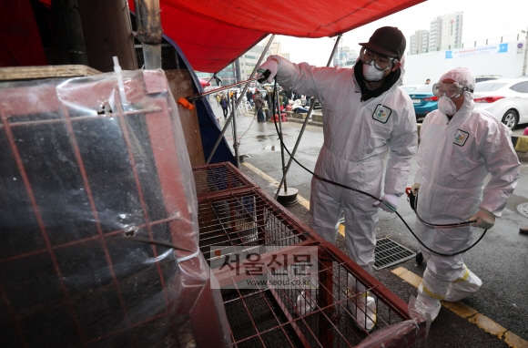 경기 성남시 모란시장에서 판매된 닭에서 고병원성 조류인플루엔자(AI)가 발견돼 일부 점포가 폐쇄된 28일 질병관리본부 직원들이 폐쇄된 점포에 방역 작업을 하고 있다. 박지환 기자 popocar@seoul.co.kr