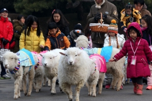 양들의 행진 “이틀 뒤면 우리의 해”