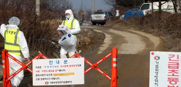 4년전 악몽 재연, 경기도 이천 구제역 발생