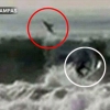 파도 즐기던 서퍼 뒤로 튀어오르는 백상아리 ‘아찔’