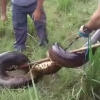 마을에 나타난 거대 아나콘다 포획 순간 ‘경악’
