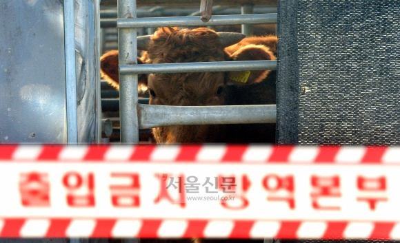 6일 올해 첫 구제역 확진판정을 받은 한우가 발견된 경기도 안성시 죽산면 장원리 이모씨의 농장에서 소가 출입통제선을 바라보고 있다.  박지환 기자 popocar@seoul.co.kr
