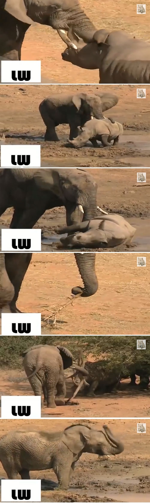 코뿔소 공격하는 코끼리
