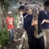 마을 사람들이 잡은 거대 뱀 ‘경악’
