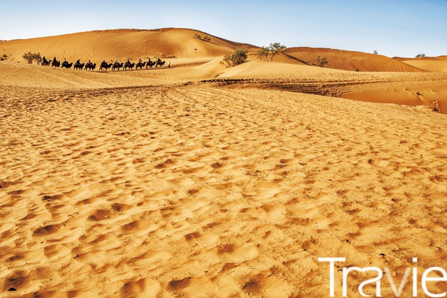 사포터우에서 여행객들이 낙타를 타고 사막을 지나고 있다