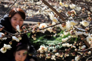 따뜻한 제주, 일찍 깬 매화