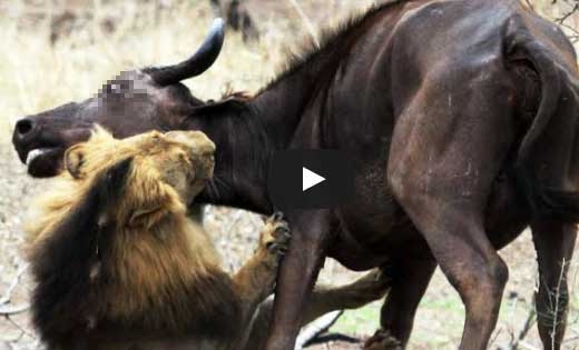 사자에 맞서 새끼 대신 희생된 어미 버팔로 ‘감동’