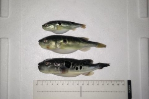 ‘슈퍼 황복’ 양식 성공… 성장 속도 2배