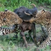 ‘내 꺼야’ 먹이 쟁탈전 벌이는 두 마리 표범