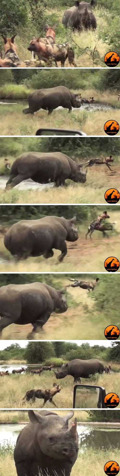 코뿔소 피해 필사적으로 도망가는 들개