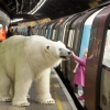 런던 거리에 북극곰이 나타난 이유는?