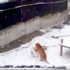 눈덩이 굴리며 노는 시베리아호랑이 포착