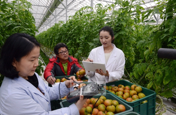 ICT(정보통신기술) 융·복합을 적용한 토마토 농장에서 농장주와 농업기술센터 직원들이 수확한 토마토에 대한 생육 환경 데이터를 측정하고 있다. (화순 한울농장)  