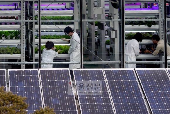 경기도농업기술원의 ‘태양광 식물공장’은 IT 융·복합기술을 접목해 개발한 첨단 작물재배 유리온실이다.  