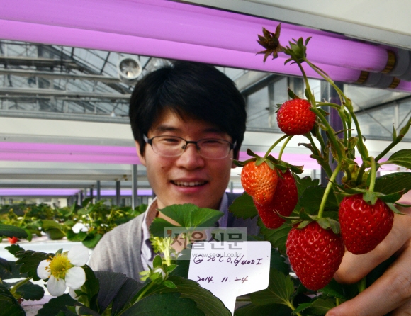 분무경 기술로 재배하는 식물공장의 딸기. (경기도농업기술원) 