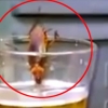 맥주 마시는 바퀴벌레 모습 포착