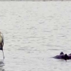 잠수한 하마 등에 올라타 ‘서핑’ 즐기는 왜가리 포착