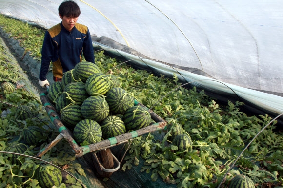 조상께 올릴 겨울 수박입니다