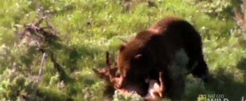 [영상] 치타보다 빠른 곰, 단번에 사슴 제압 ‘화제’