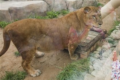 어린이대공원 사육사 사자에 물려 사망. 