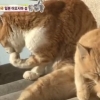 고양이들의 천국 아오시마섬 “얼마나 많나 봤더니…” 대박