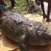 방문객들이 던져준 먹이 과식해 죽은 100살 악어