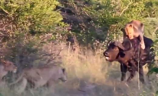 버팔로 사냥하던 사자무리 ‘일단 후퇴’…무슨 일?