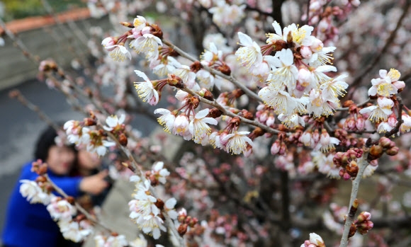 제주는 봄…벚꽃 ‘활짝’