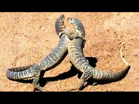 왕도마뱀 vs 왕도마뱀, 격렬한 레슬링 방불케 하는 싸움 한판 ‘눈길’ 사진출처: 유튜브 영상(Kruger Sightings) 캡처