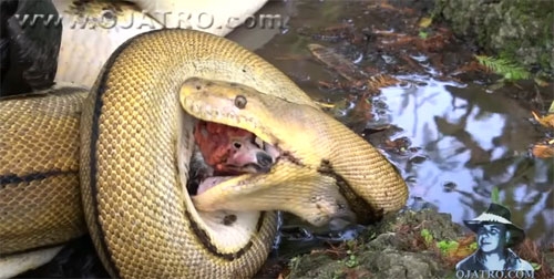 비단뱀, 토종닭만큼 큰 오리 통째로 삼켜 사진·영상출처=유튜브(ojatro) 영상 캡처