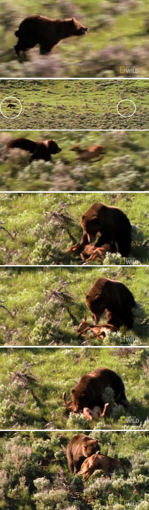 ‘치타처럼’ 빠르게 달려 사슴 잡는 곰 사진출처=유튜브(Nat Geo Wild) 영상 캡처