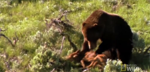배고픈 곰, ‘치타처럼’ 빠르게 달려 사슴 잡더니…  사진출처=유튜브(Nat Geo Wild) 영상 캡처