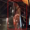 아쿠아리움 수조 탈출하는 거대 대왕문어