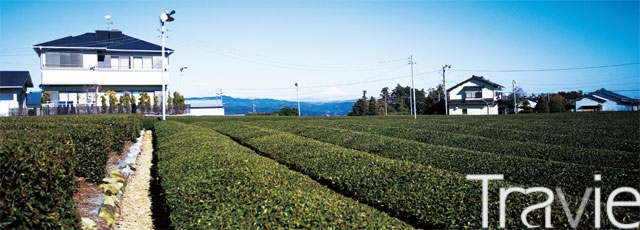 시즈오카는 녹차의 본고장이다. 어디서나 쉽게 녹차밭을 만날 수 있다