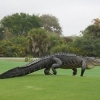 공룡이야 악어야? 골프장에 나타난 4m 거대 악어